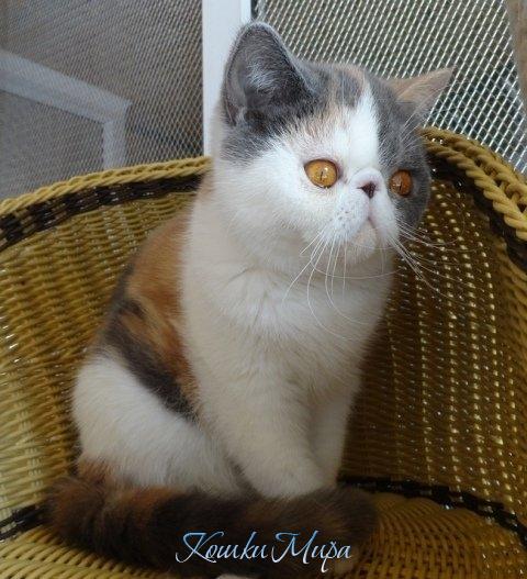 Глубина этих глаз в омут манит, Опьяняет твой взгляд и дурманит