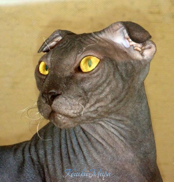 Тону в его глазах.Этот прекрасный мужественный взгляд с необыкновенным цветом