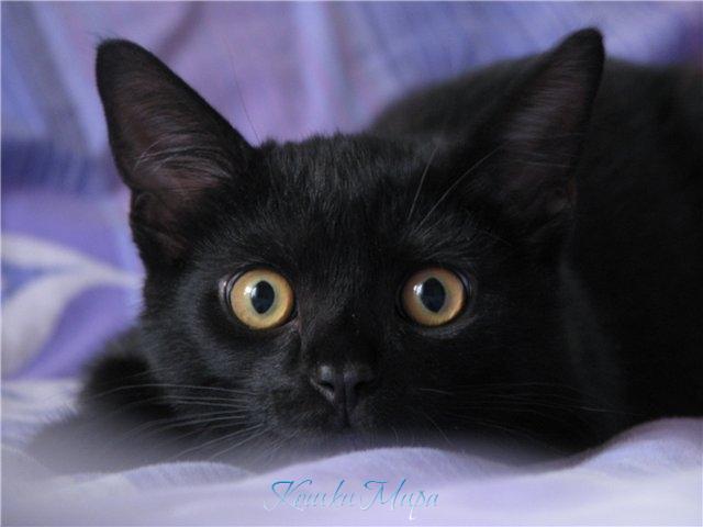 Любимый взгляд всегда так нежен, Так утончен и так безбрежен...