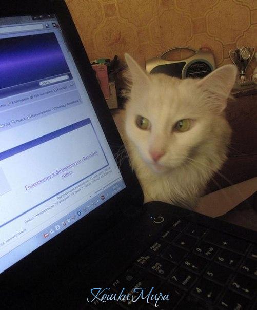 Ну? Голосуют?