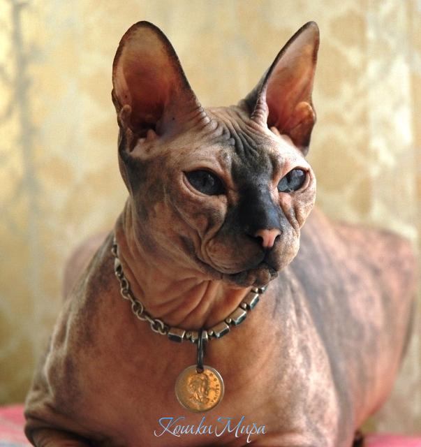 Лучшая кошка