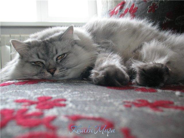 Мой самый любимый и главный пушистик