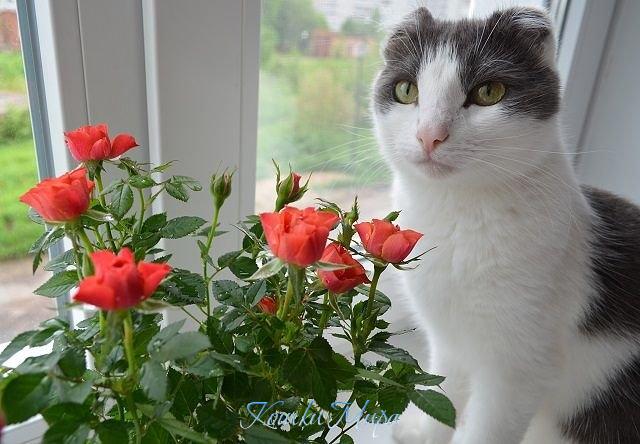 Кошка Лисичка