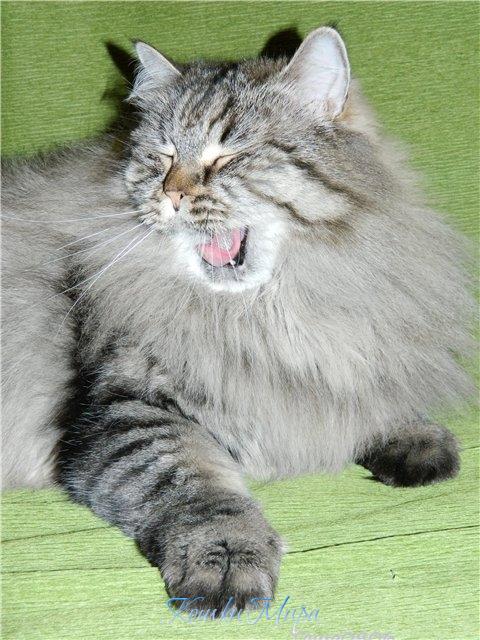 Кто самый лучший кот в мире? Конечно же - Я!!!