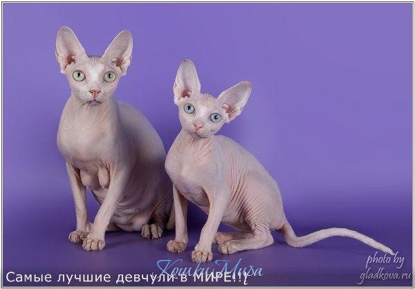 Мои кошки самые лучшие в МИРЕ!!!