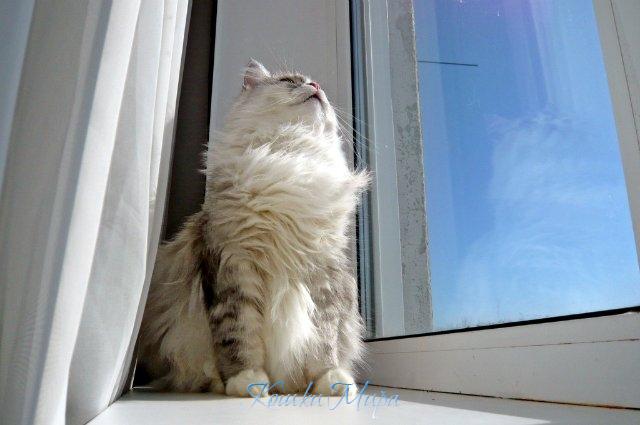 Кот всей моей жизни