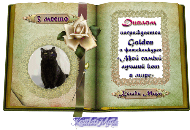 Диплом 3 место в фотоконкурсе «Мой самый лучший кот в мир3