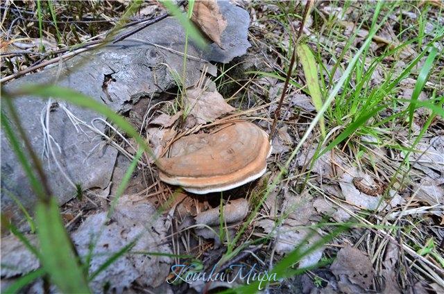 Лесной житель