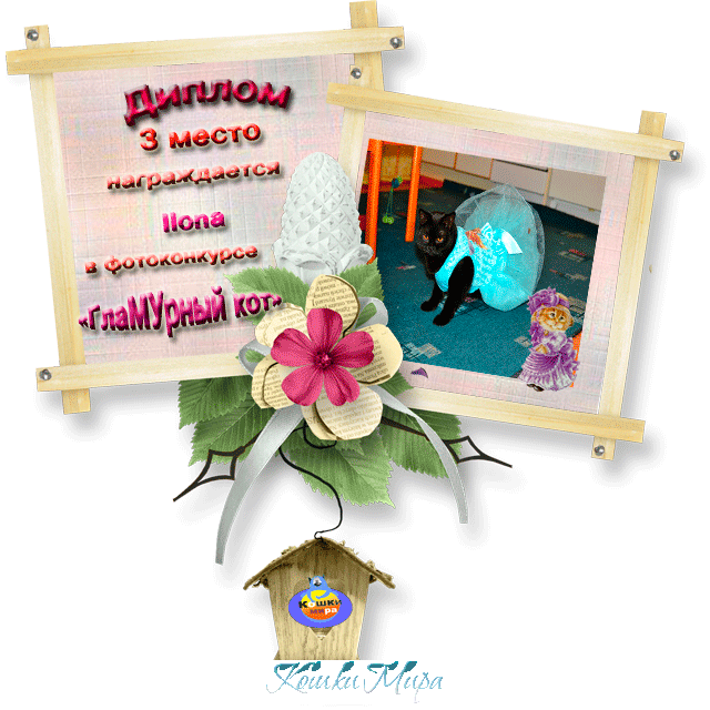 Диплом 3 место