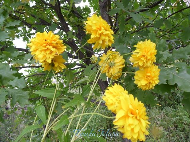 Я всё время вспоминаю наши старые дворы, Где под осень расцветали золотые шары