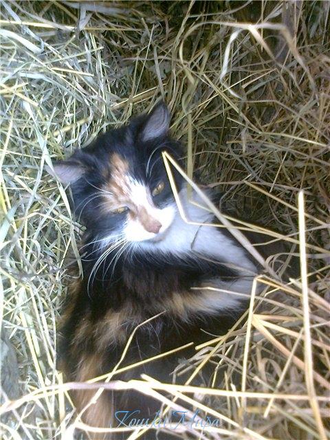 Любимое место отдыха - сено