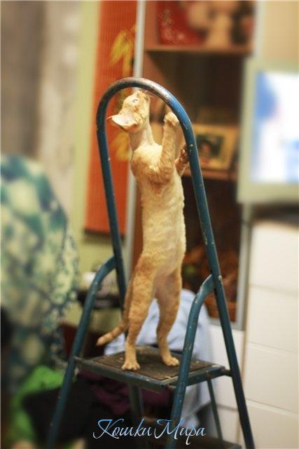 Мяу, а что это у вас там, ус отклеился? Мяу, то есть обои отклеились? =)