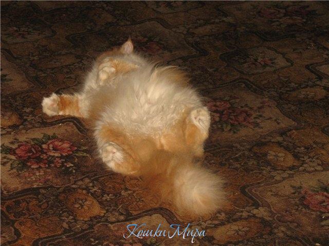 Мне часто приходилось видеть ковёр без кошки, но вот кошки без ковра - никогда. =)