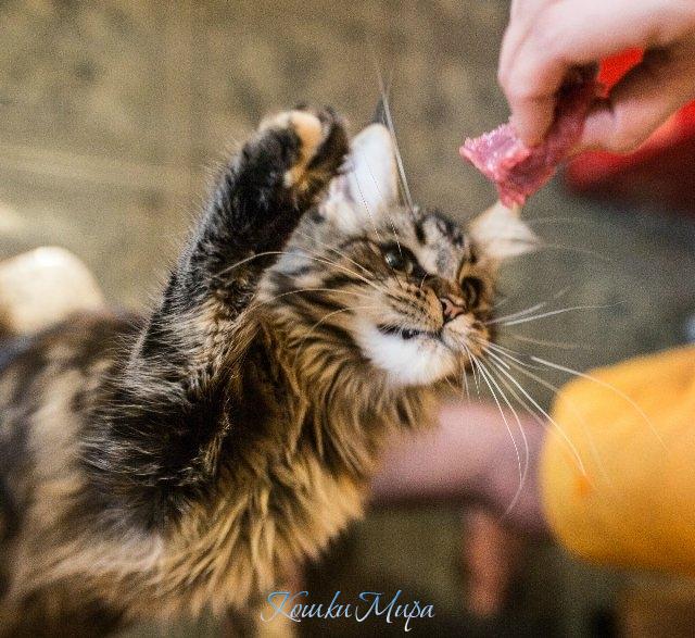 Маленькая хищница