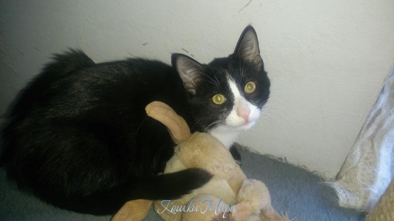 Фишандий подросла