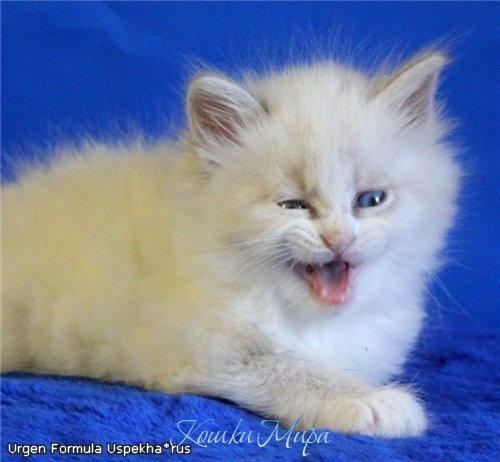 А может пошалим немного?!.