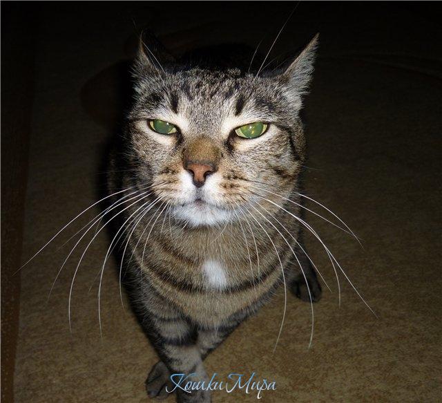 Взгляд кота - вершина тишины