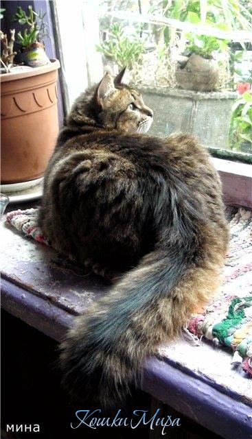 Хвостик в засаде!