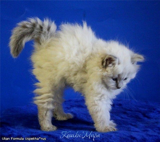 Хвостик маленький, но потенциал есть