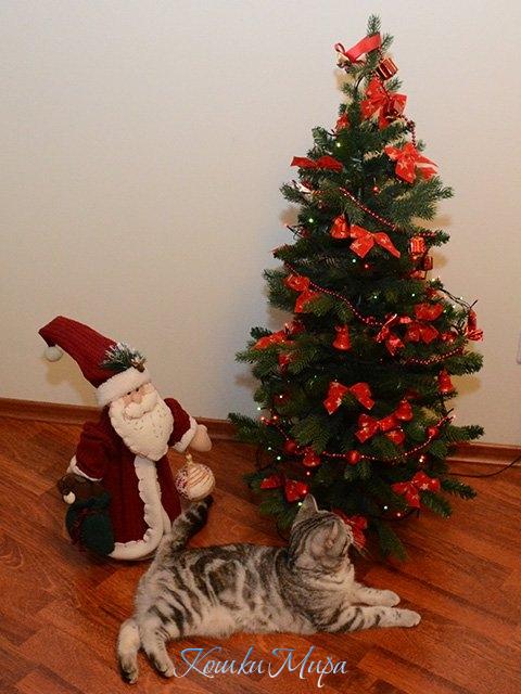 Ёлочка гори!