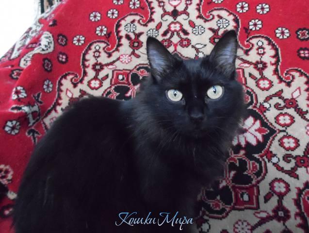 Когда твоя кошка откроет глаза, В них солнце войдёт, как в окошко.