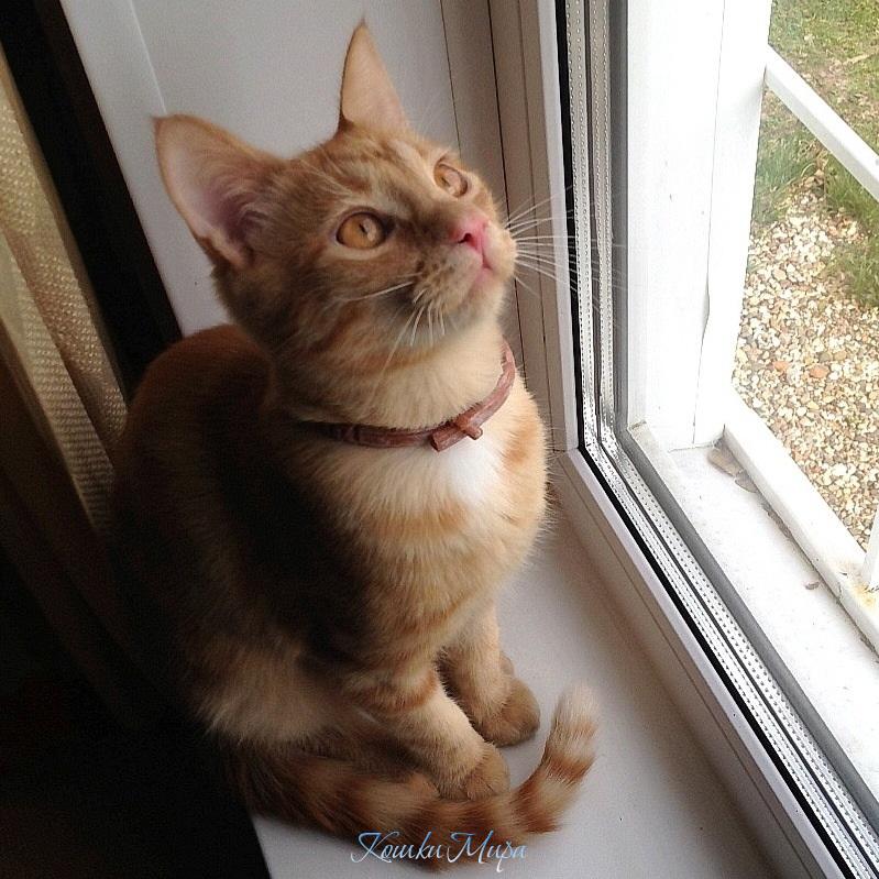 В телевизоре.