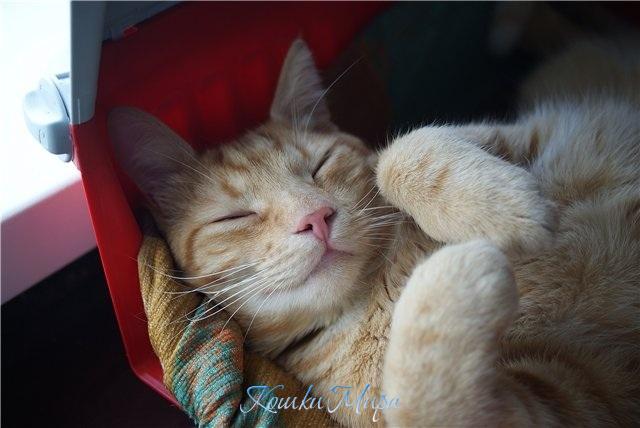 Заснул как маленький...