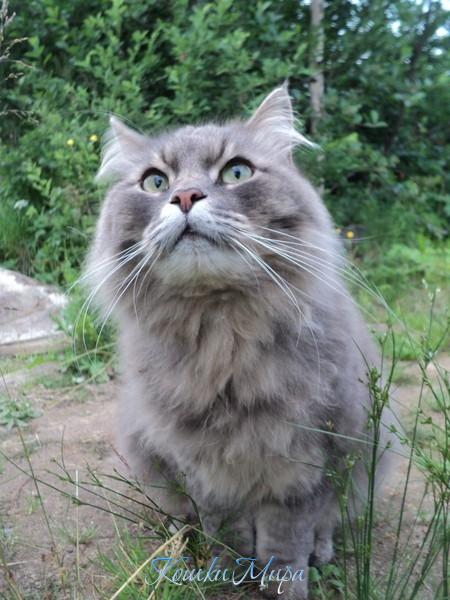 Птички улетели