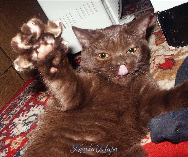 Что, ПОГЛАДИЛ?!!!!