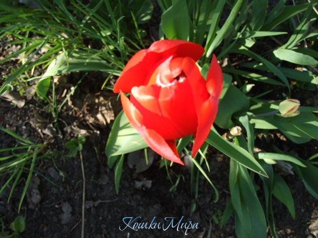 Первый цветок на даче...