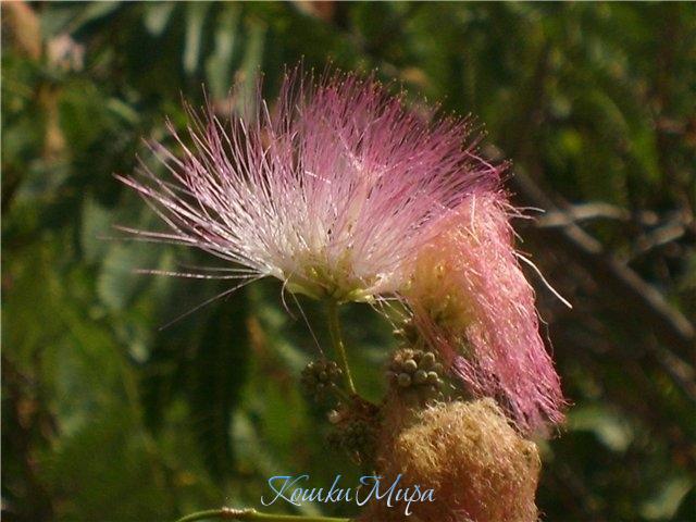 Изящество и тонкий аромат