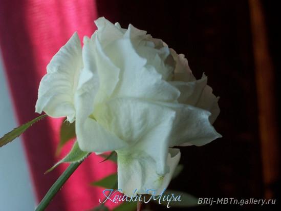 Лебяжье Белая