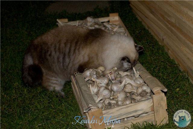 Чеснок, тоже по осени считают