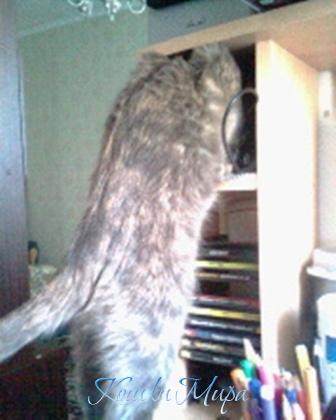 что там такое.jpg