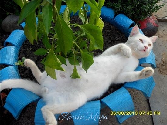 Усатый белый кот   Взял отпуск за свой счет,  Лежит и загорает,   Он шоколадным стать мечтает.