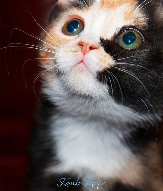 Глаза - зеркало кошачьей души