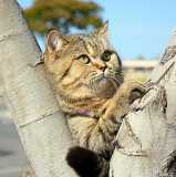 Песчаный  кот - британский кот Яшка на прогулке