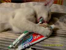 Сон свалил прям на ходу -  Почистить зубы не могу !
