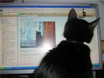 Изучая новинки на самом кошачьем сайте сети