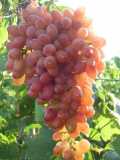Лето-это душистый виноград,который станет солнечно-игристым вином