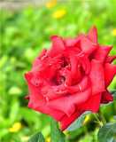 Невероятно красивая красная роза...