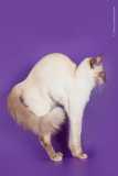 балинез или балийская кошка