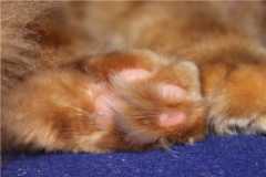 Лапочкина кошка и кошечкина ножка