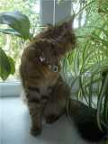 Гламурный котик в оранжерее на окне!