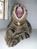 Я очень позитивный кот,  Пою для Вас во весь открытый рот!!!