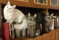 Книжные кошки