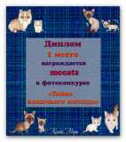 Диплом победителя фотоконкурса «Тайна кошачьего взгляда»